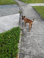 Sandy - Mixed Breed Dog