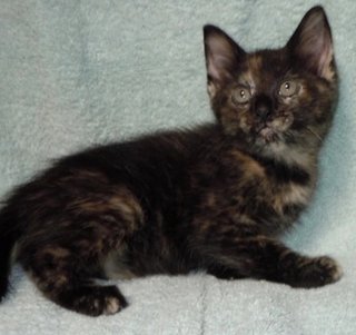 Kendra - Calico + Tortoiseshell Cat