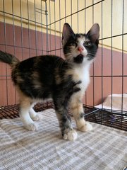 Rosa - Spunky Girl! - Calico + Domestic Short Hair Cat