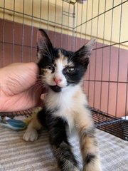 Rosa - Spunky Girl! - Calico + Domestic Short Hair Cat