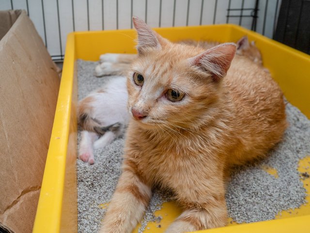 Orange Families - Tabby + Calico Cat