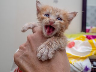 Kitten - Ginger