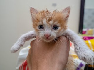 Kitten - Orange + White - Reserved