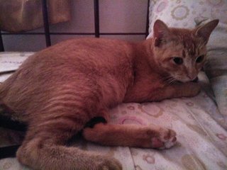 Oyen - Domestic Short Hair Cat