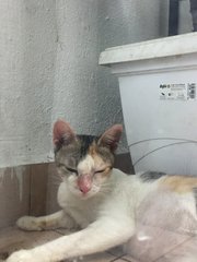 Manja - Domestic Short Hair Cat