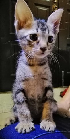 Timmy - Bengal + Domestic Short Hair Cat