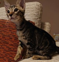 Timmy - Bengal + Domestic Short Hair Cat