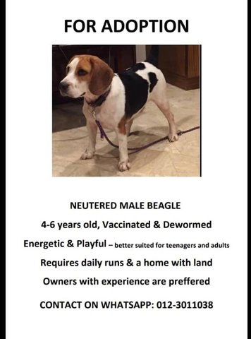 Mike - Beagle Dog