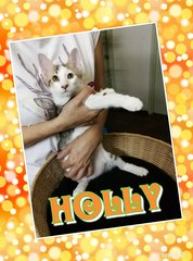 Handsome Holly