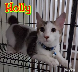 Handsome Holly