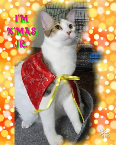 Holly  - Domestic Short Hair Cat