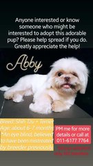 Baby Abby - Shih Tzu + Terrier Dog