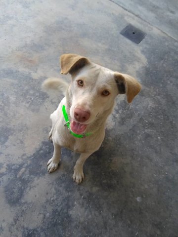 Snowy - Mixed Breed Dog