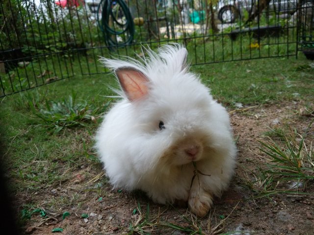 Biyie - Angora Rabbit Rabbit