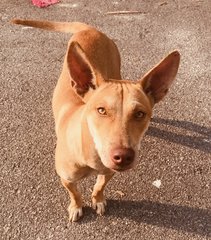 Amberr - Mixed Breed Dog