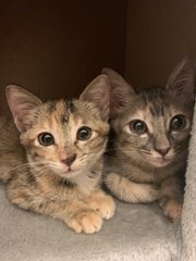 Chocolate on the right, her sister Candy on the left