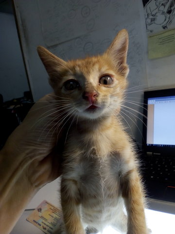 Active Ginger Kitten - Tabby Cat