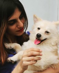 Snoppy - Corgi + Pomeranian Dog