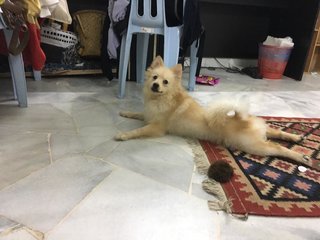 Snoppy - Corgi + Pomeranian Dog