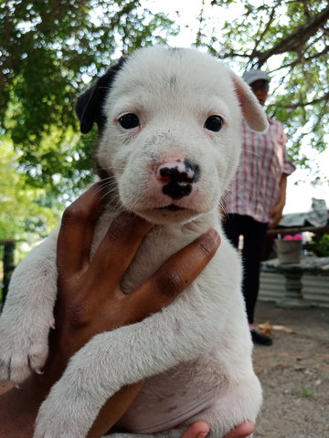 Pau Pau - Mixed Breed Dog