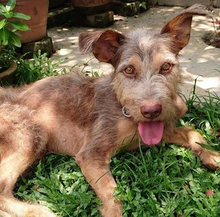 Cooper - Irish Terrier Mix Dog