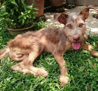 Cooper - Irish Terrier Mix Dog