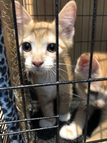 Turmeric - Domestic Short Hair Cat