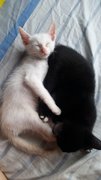 Yin And Yang - Siamese + Domestic Short Hair Cat