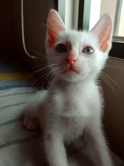 Yin And Yang - Siamese + Domestic Short Hair Cat