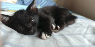 Yin And Yang - Siamese + Domestic Short Hair Cat