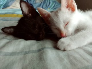 Yin And Yang - Siamese + Domestic Short Hair Cat