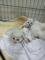 White Kittens - Siamese Cat