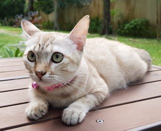 Nala &quot;The Confident Girl&quot; - Burmese + Siamese Cat