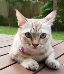 Nala &quot;The Confident Girl&quot; - Burmese + Siamese Cat