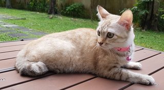 Nala &quot;The Confident Girl&quot; - Burmese + Siamese Cat