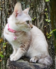 Nala &quot;The Confident Girl&quot; - Burmese + Siamese Cat