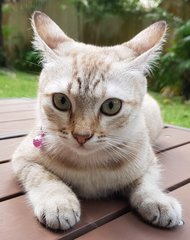 Nala &quot;The Confident Girl&quot; - Burmese + Siamese Cat