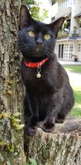 Mufasa &quot;The Big Gentle Soul&quot; - Burmese + Siamese Cat
