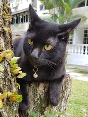 Mufasa &quot;The Big Gentle Soul&quot; - Burmese + Siamese Cat