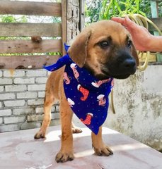 6 Cute Puppies For Adoption  - Mixed Breed Dog