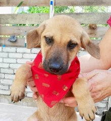 6 Cute Puppies For Adoption  - Mixed Breed Dog