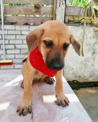 6 Cute Puppies For Adoption  - Mixed Breed Dog