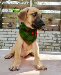 6 Cute Puppies For Adoption  - Mixed Breed Dog