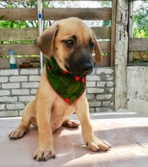 6 Cute Puppies For Adoption  - Mixed Breed Dog