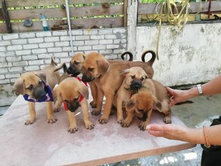 6 Cute Puppies For Adoption  - Mixed Breed Dog