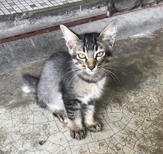 Valentine  - Domestic Medium Hair Cat