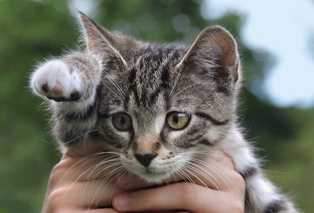 Valentine  - Domestic Medium Hair Cat