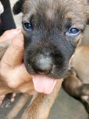 Akela's Cubs For Booking - Black Mouth Cur + German Shepherd Dog Dog