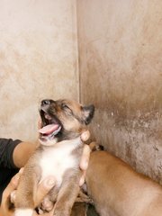 Akela's Cubs For Booking - Black Mouth Cur + German Shepherd Dog Dog