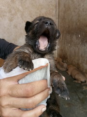 Akela's Cubs For Booking - Black Mouth Cur + German Shepherd Dog Dog